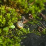 Tiny Architects: The Microscopic Life That Sustains Our Planet’s Soil Ecology