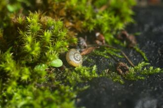 Tiny Architects: The Microscopic Life That Sustains Our Planet’s Soil Ecology