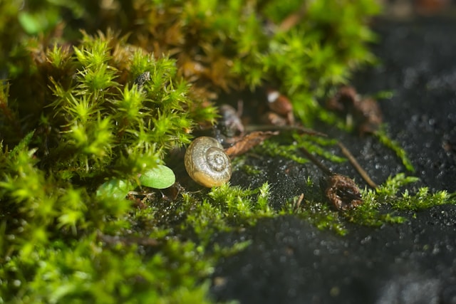 Tiny Architects: The Microscopic Life That Sustains Our Planet’s Soil Ecology