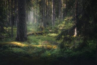 The Symphony of Silence: Discovering Inner Calm and Connection Through Forest Bathing in Nature's Wildest Landscapes