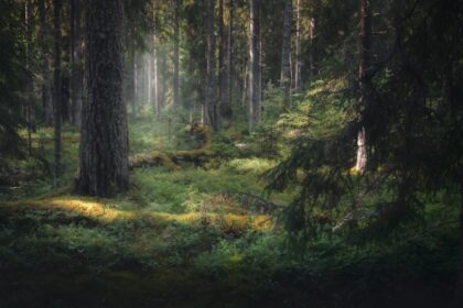 The Symphony of Silence: Discovering Inner Calm and Connection Through Forest Bathing in Nature's Wildest Landscapes