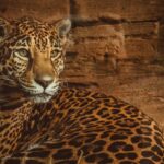 Masters of the Wild: Uncovering the Genius Behind Animal Architecture