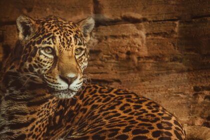 Masters of the Wild: Uncovering the Genius Behind Animal Architecture