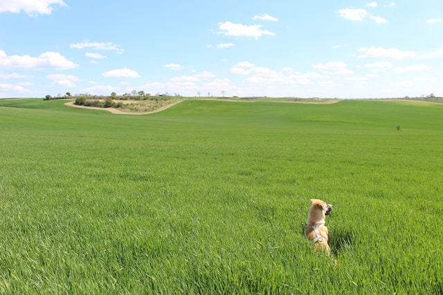 Prairie Dogs: The Underground Architects of the Grasslands